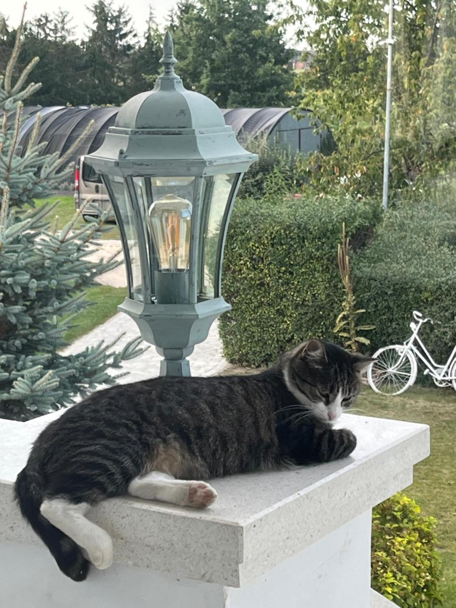 Zielone Zacisze Bed and Breakfast Murzynowo Kościelne Εξωτερικό φωτογραφία