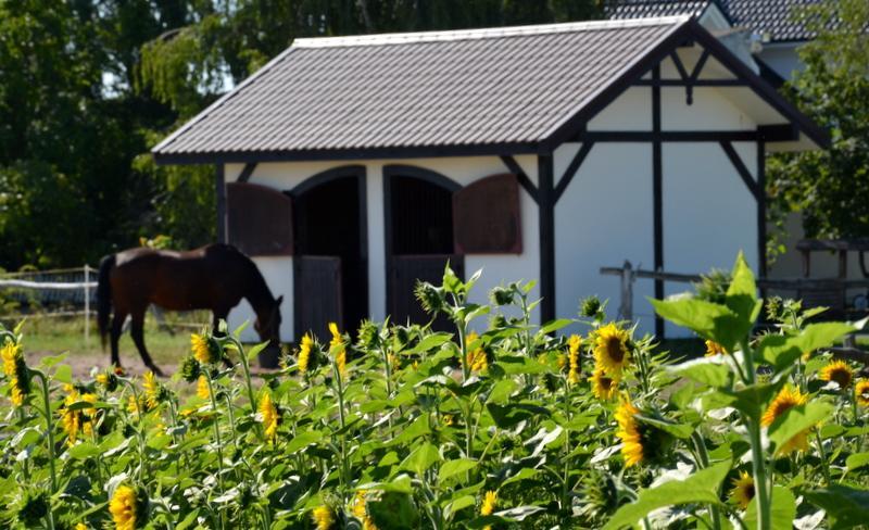 Zielone Zacisze Bed and Breakfast Murzynowo Kościelne Εξωτερικό φωτογραφία