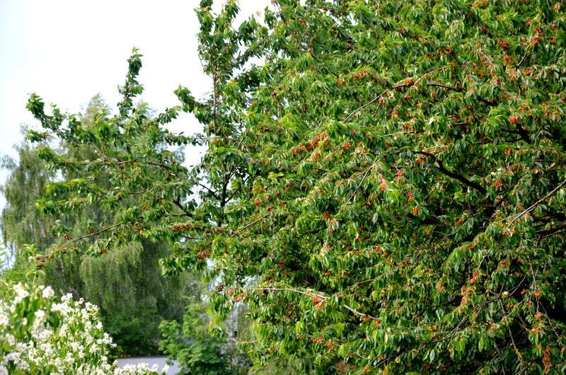 Zielone Zacisze Bed and Breakfast Murzynowo Kościelne Εξωτερικό φωτογραφία