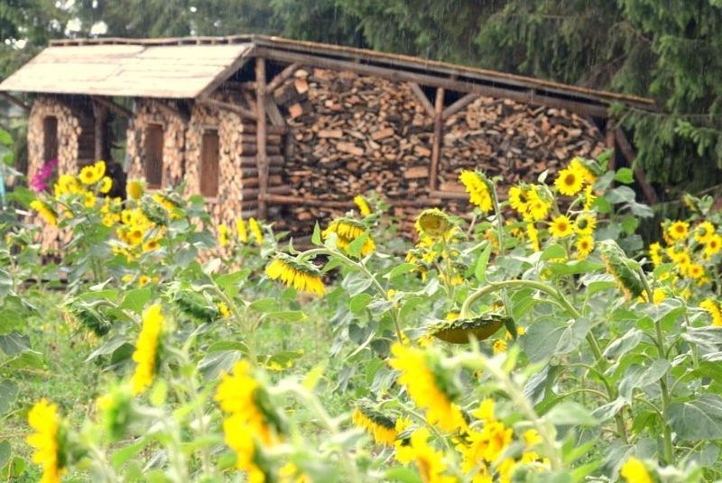 Zielone Zacisze Bed and Breakfast Murzynowo Kościelne Εξωτερικό φωτογραφία